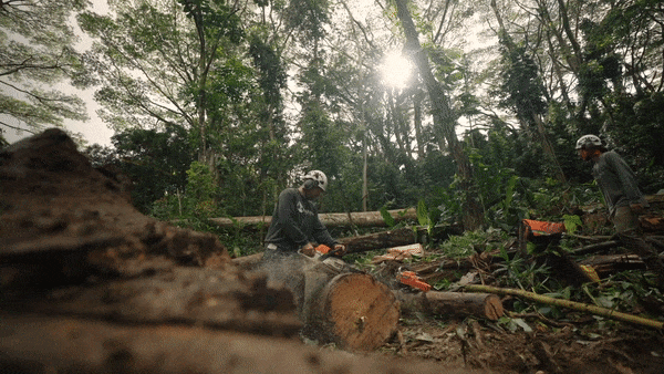 sustainable surfboards made from albizia wood in hawaii